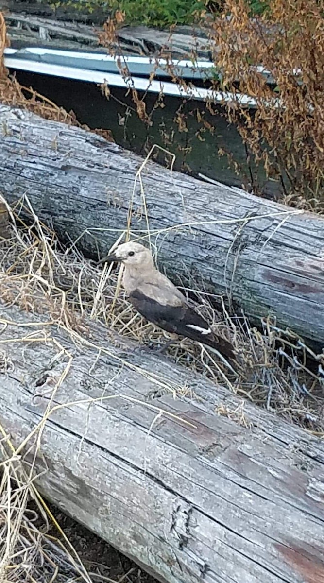 Clark's Nutcracker - ML178765001