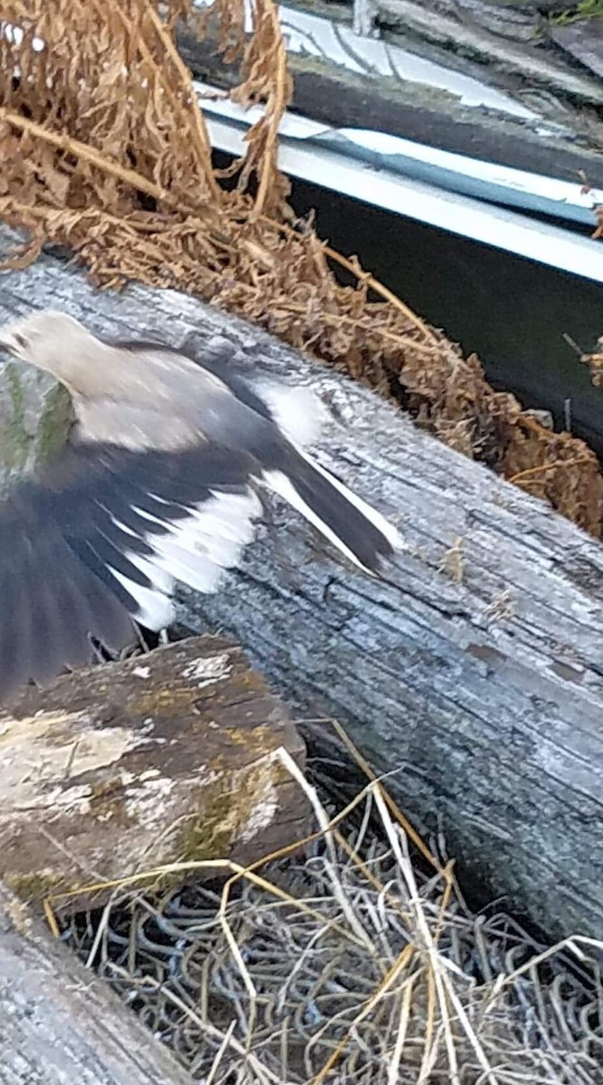 Clark's Nutcracker - ML178765141