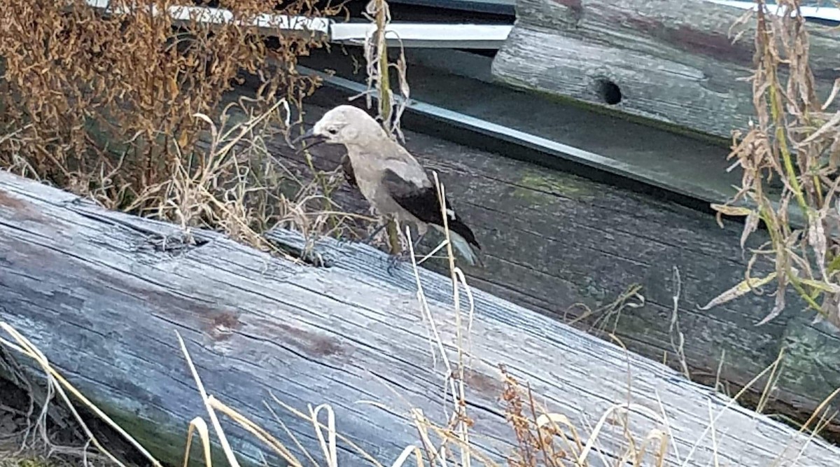 Clark's Nutcracker - Nicholaus  Kelley