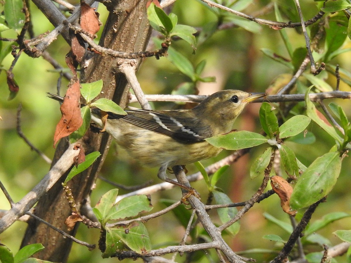 Blackburnian Warbler - ML178765331