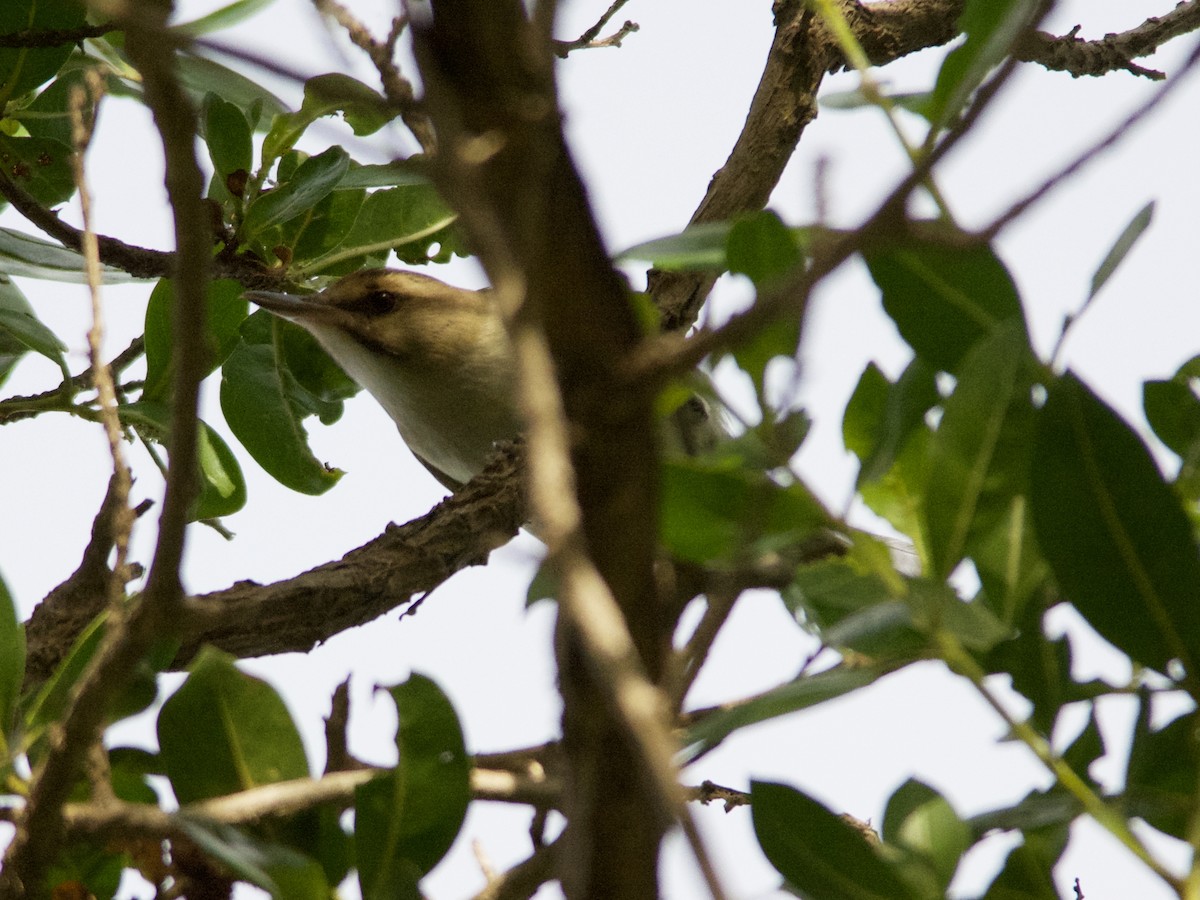 Black-whiskered Vireo - ML178765731