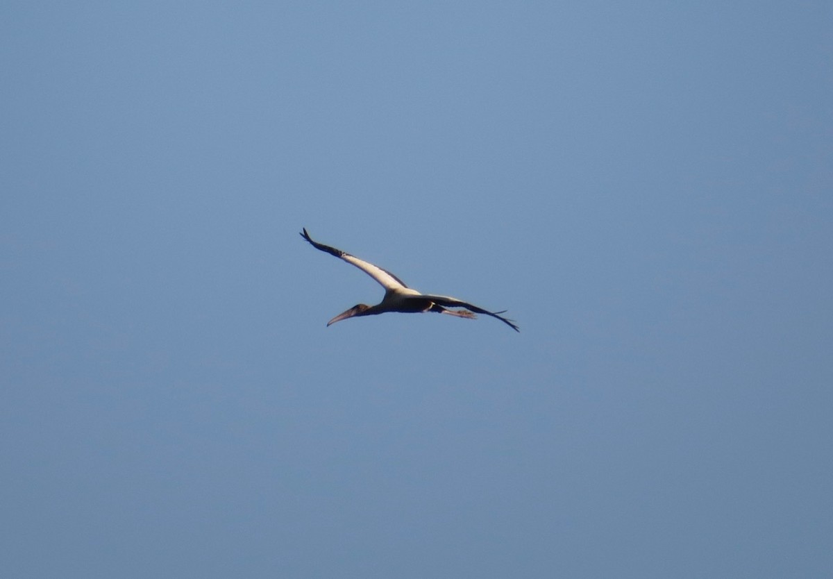 Wood Stork - ML178766581