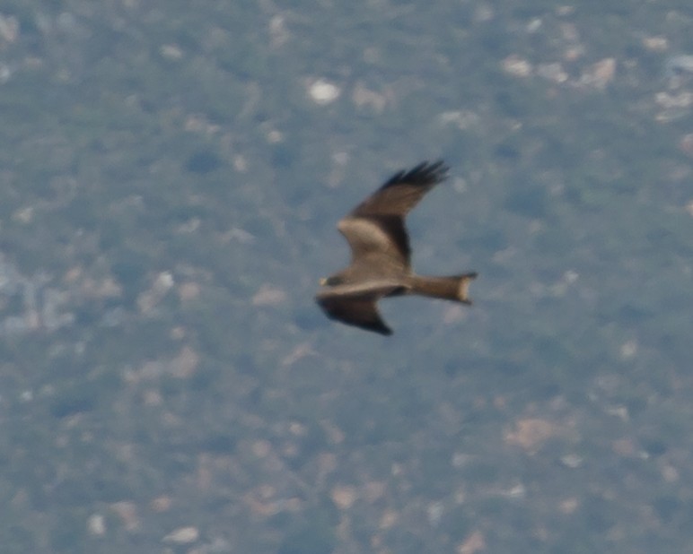 Black Kite (Yellow-billed) - Jeff Stacey