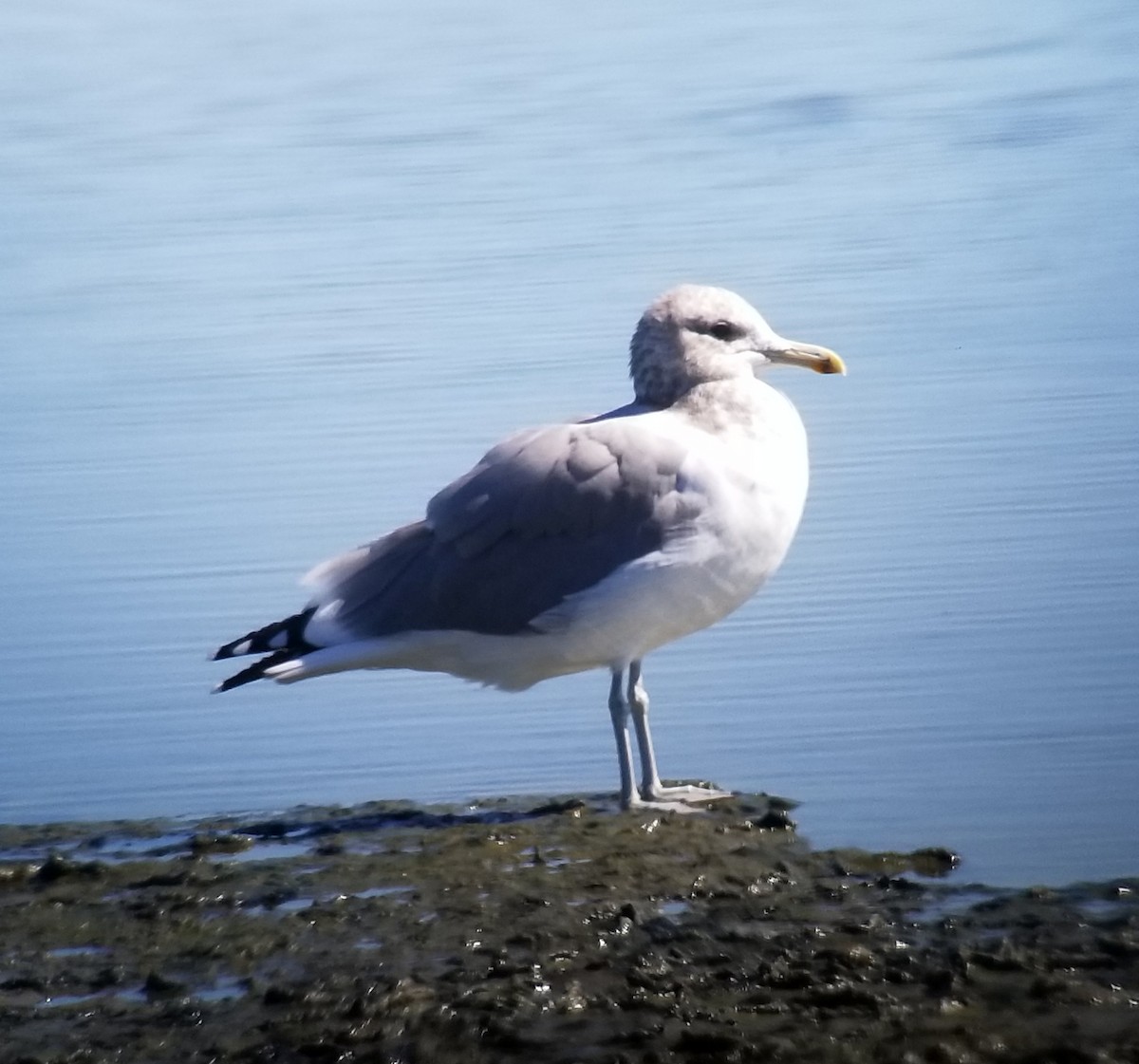 Gaviota Californiana - ML178768331