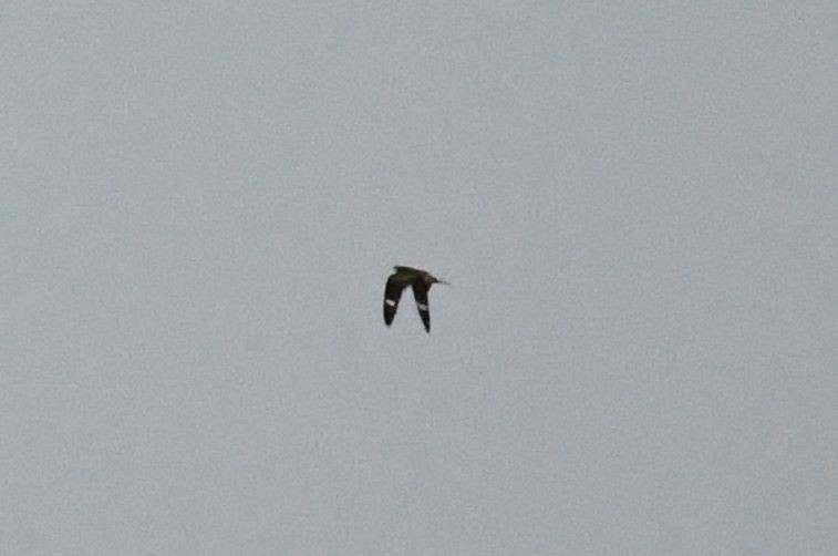 Common Nighthawk - ML178770351