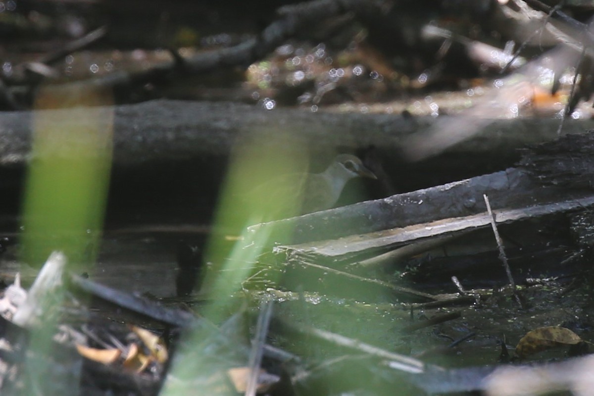 White-browed Crake - ML178770931