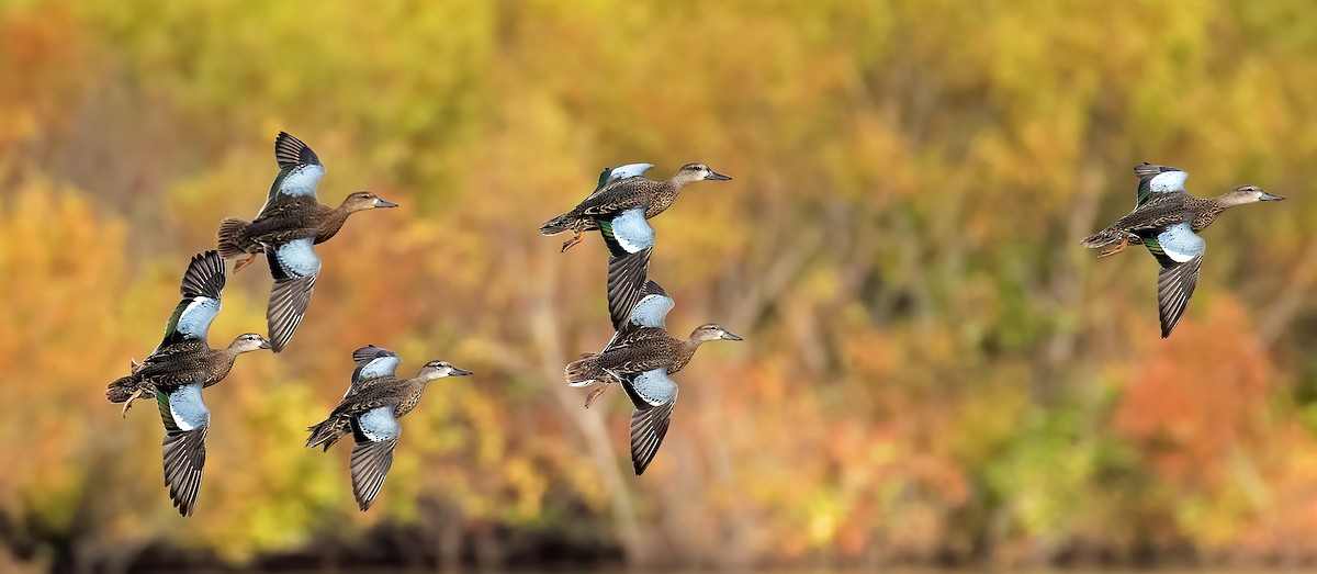 Blue-winged Teal - Bob Howdeshell
