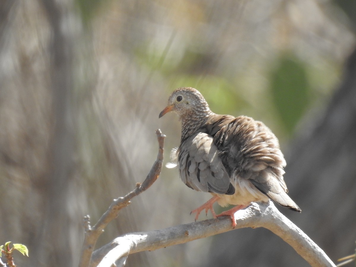 Scaled Dove - ML178773911