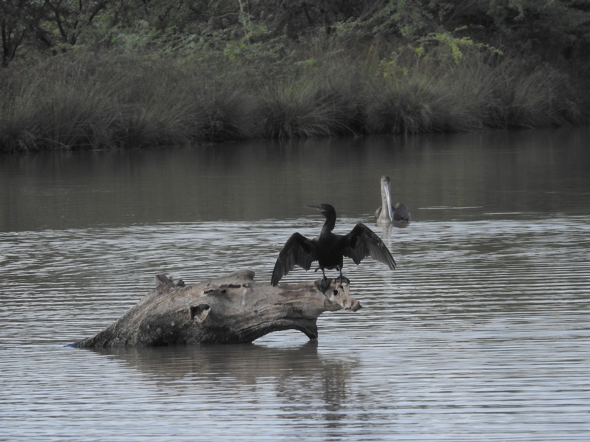 Neotropic Cormorant - ML178774091