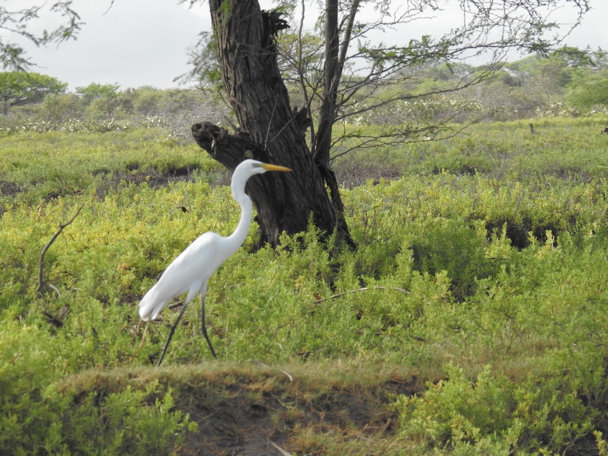 Great Egret - ML178774171