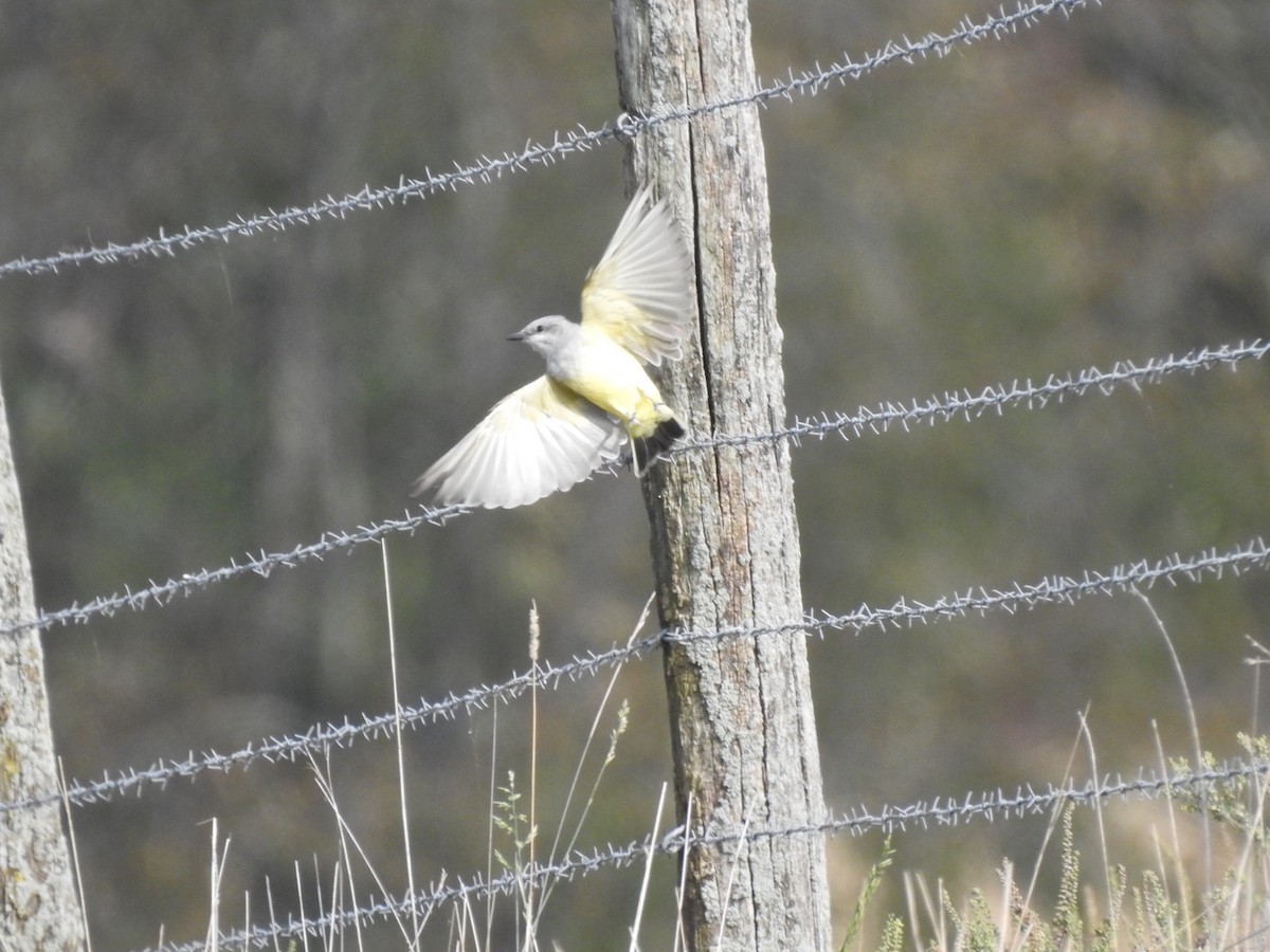 Western Kingbird - ML178774221