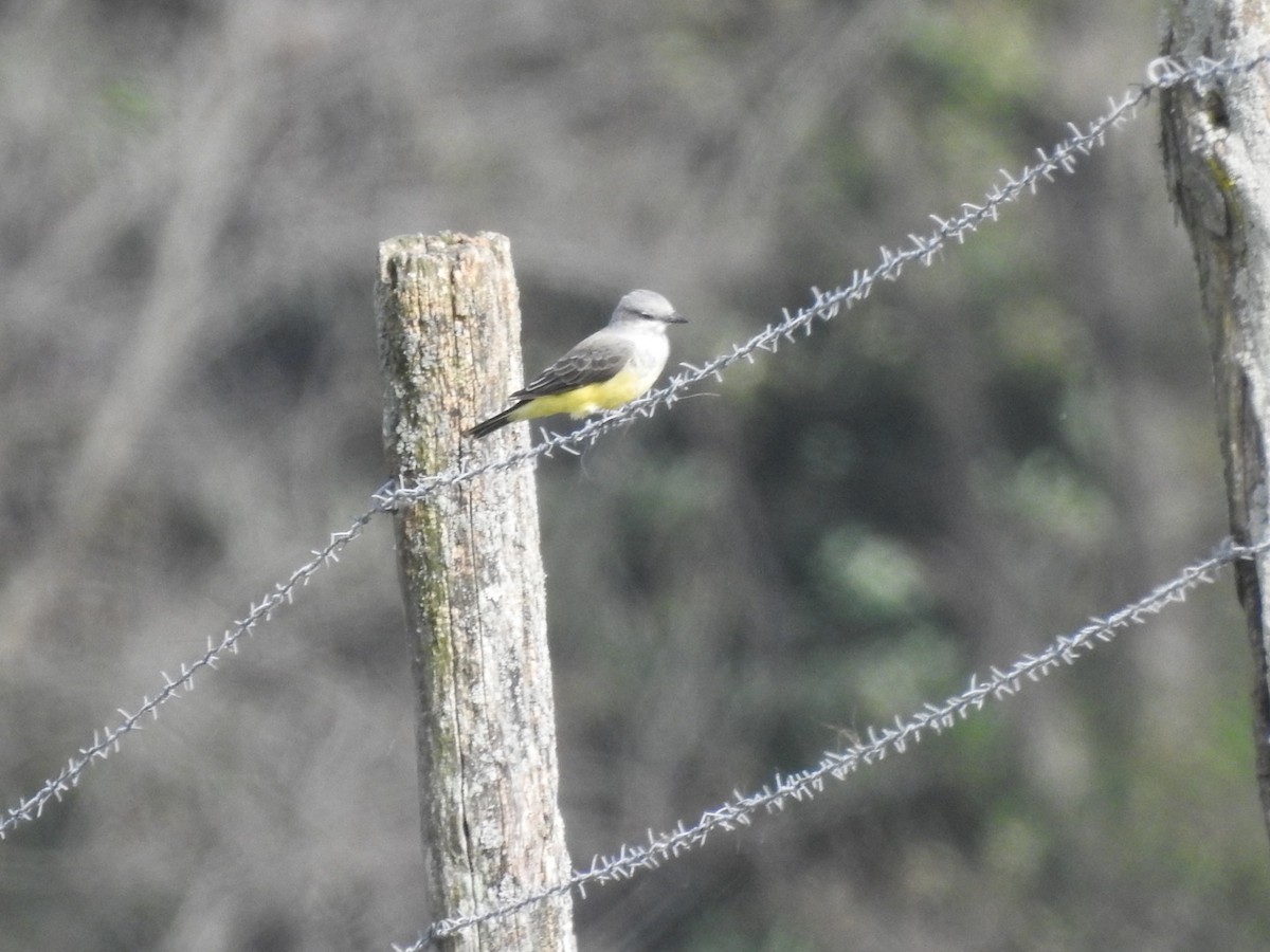 Western Kingbird - ML178774231