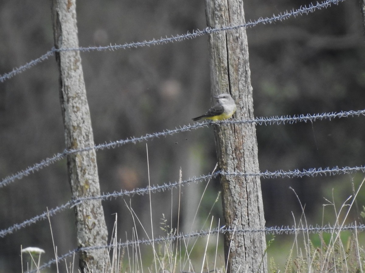 Western Kingbird - ML178774241