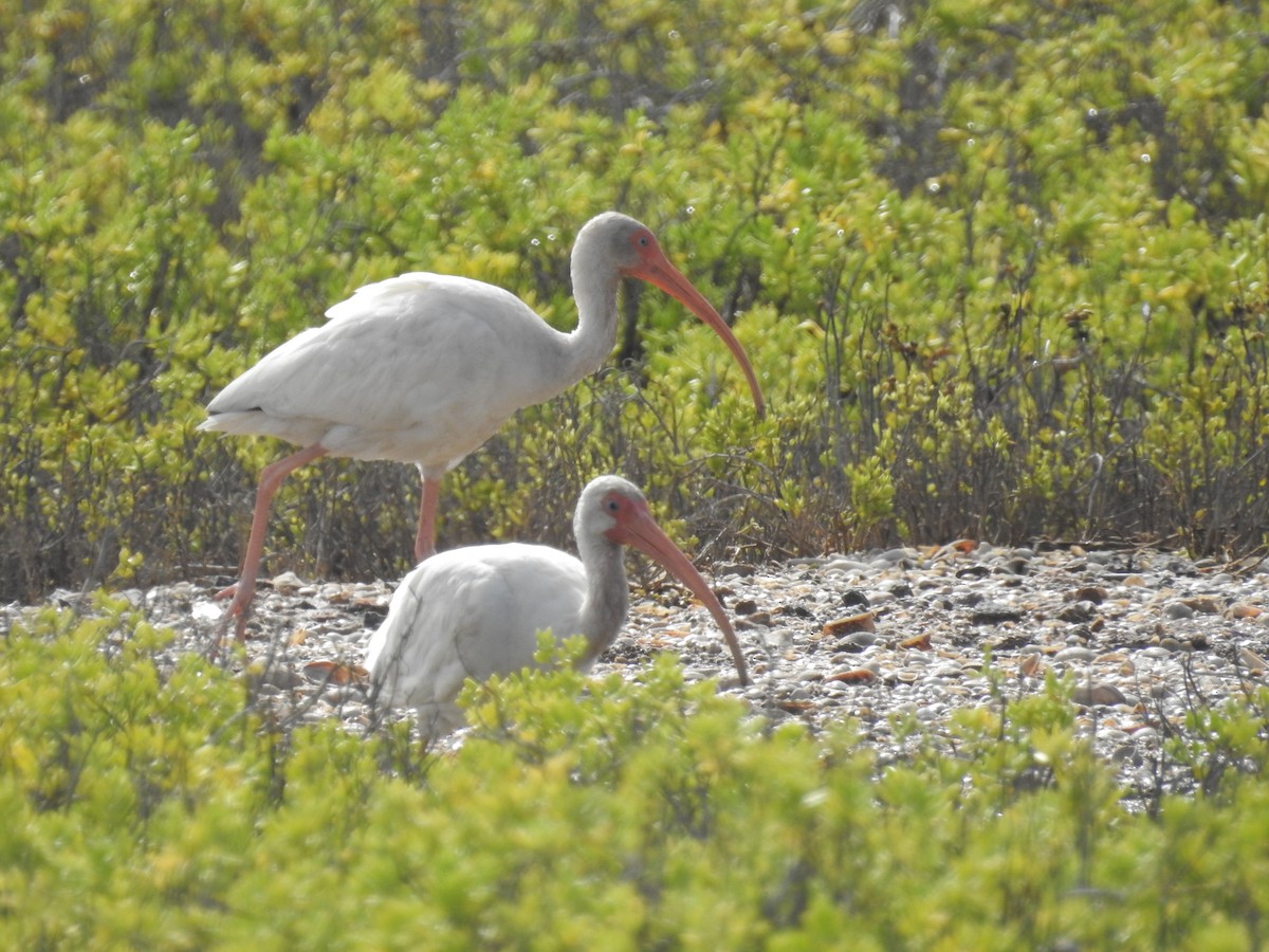 White Ibis - Eduardo Rafael  Lázaro Arroyo