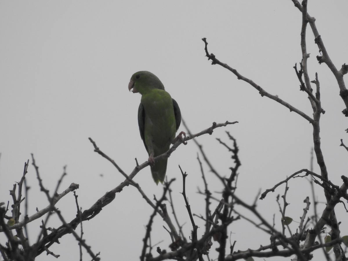 Green-rumped Parrotlet - ML178774481