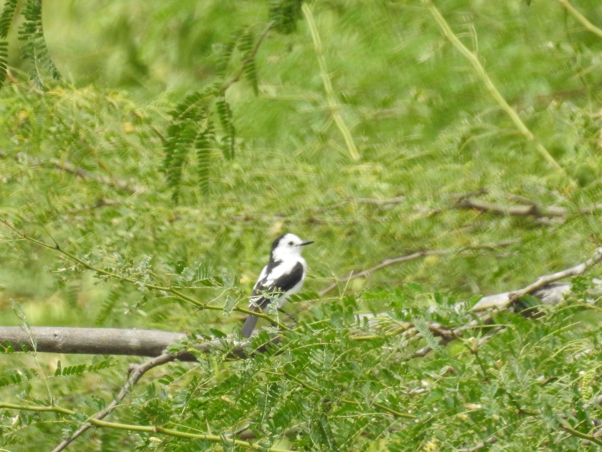 Pied Water-Tyrant - ML178774781