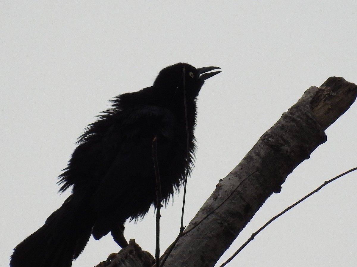 Great-tailed Grackle - ML178774881