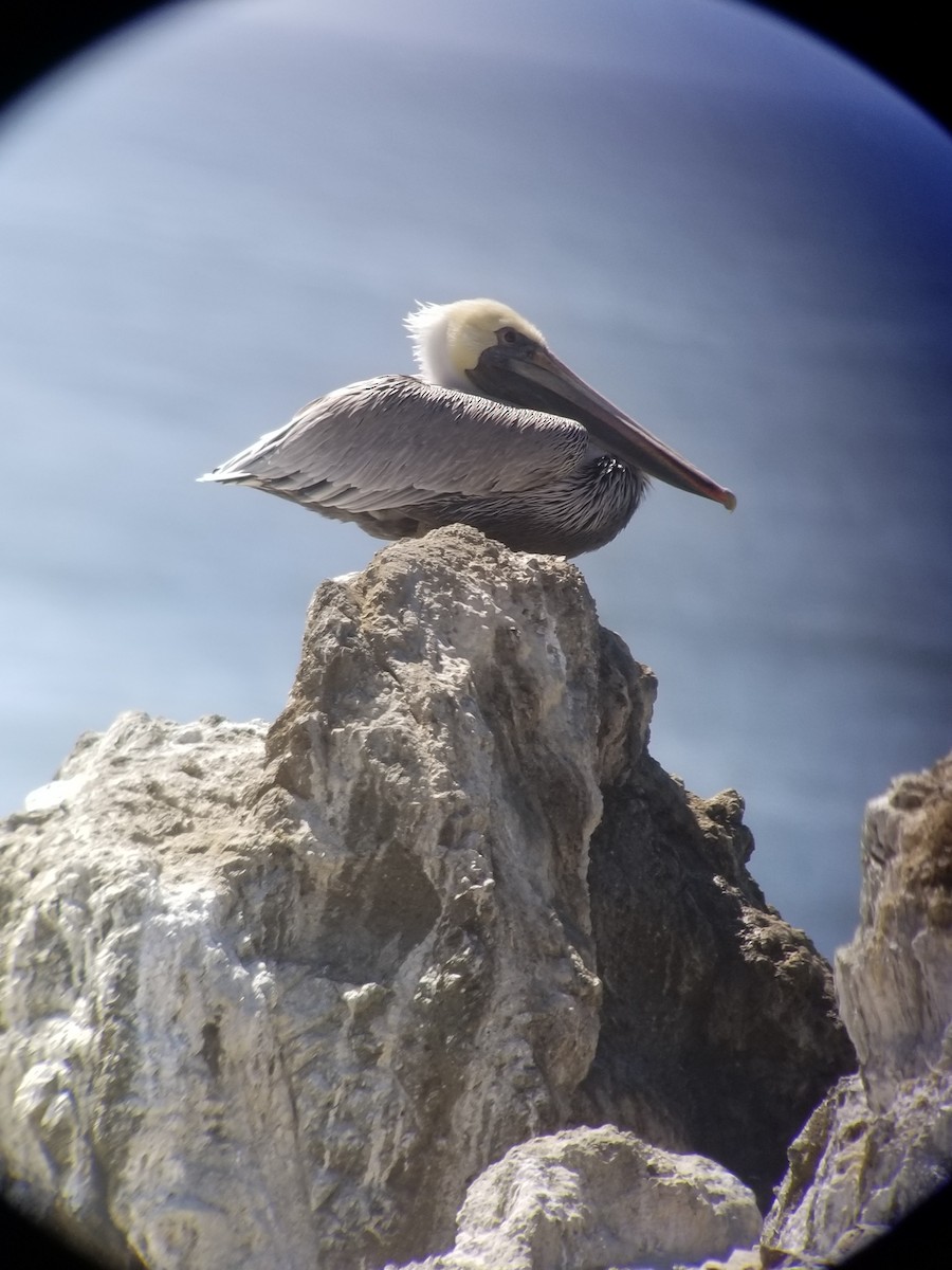 Brown Pelican - ML178777411