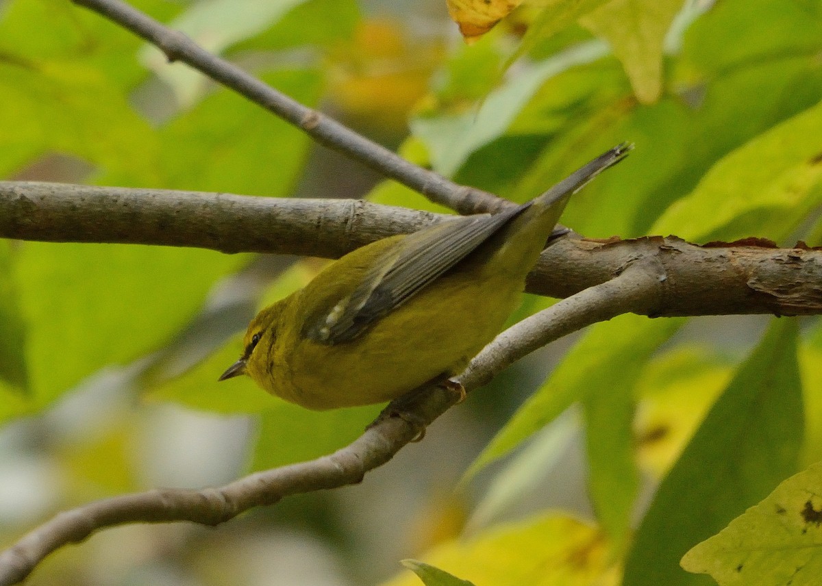 Blauflügel-Waldsänger - ML178778131