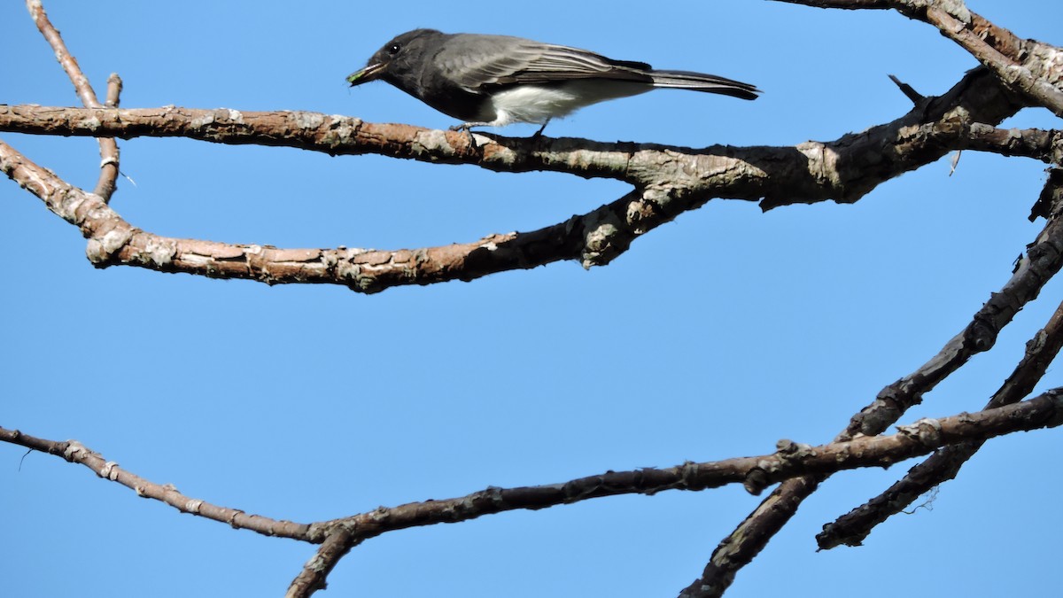 Black Phoebe - Charlene van de Kamp