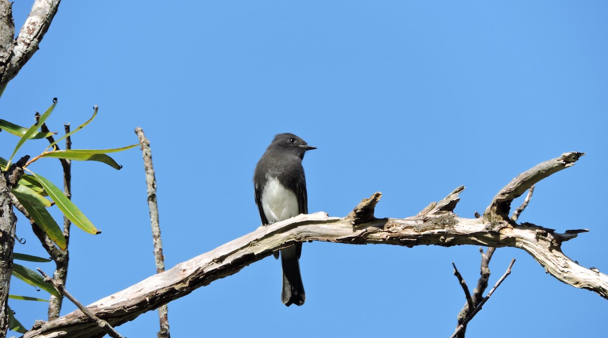 Black Phoebe - Charlene van de Kamp