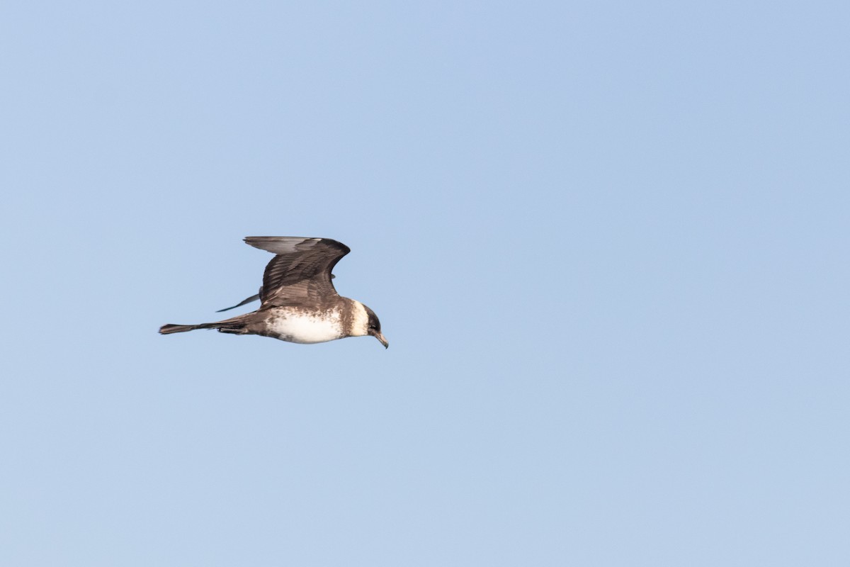 Pomarine Jaeger - Eric Zawatski