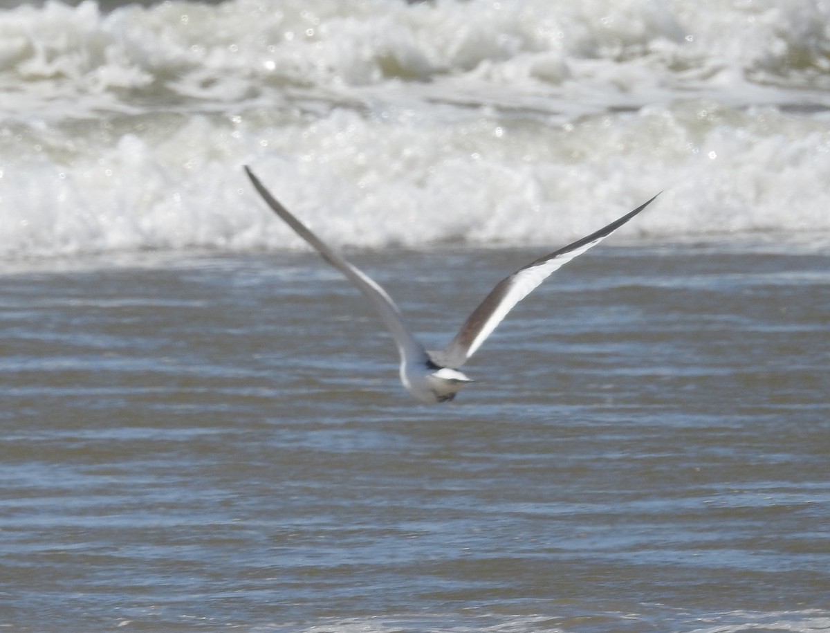 Sabine's Gull - ML178779801