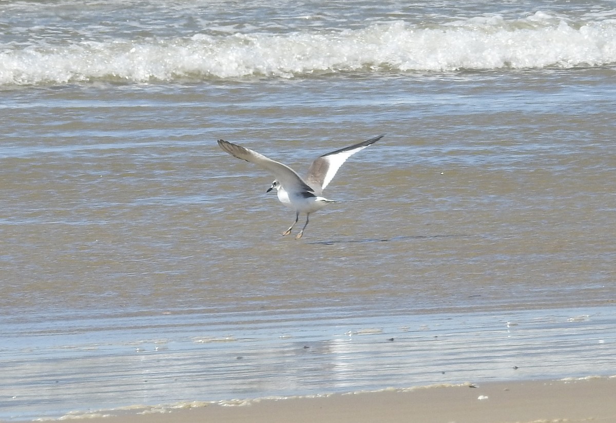 Sabine's Gull - ML178779951