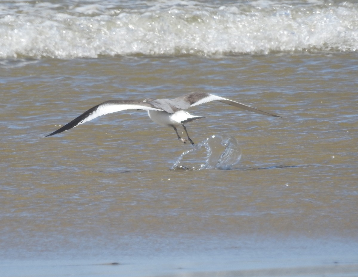 Sabine's Gull - ML178780021