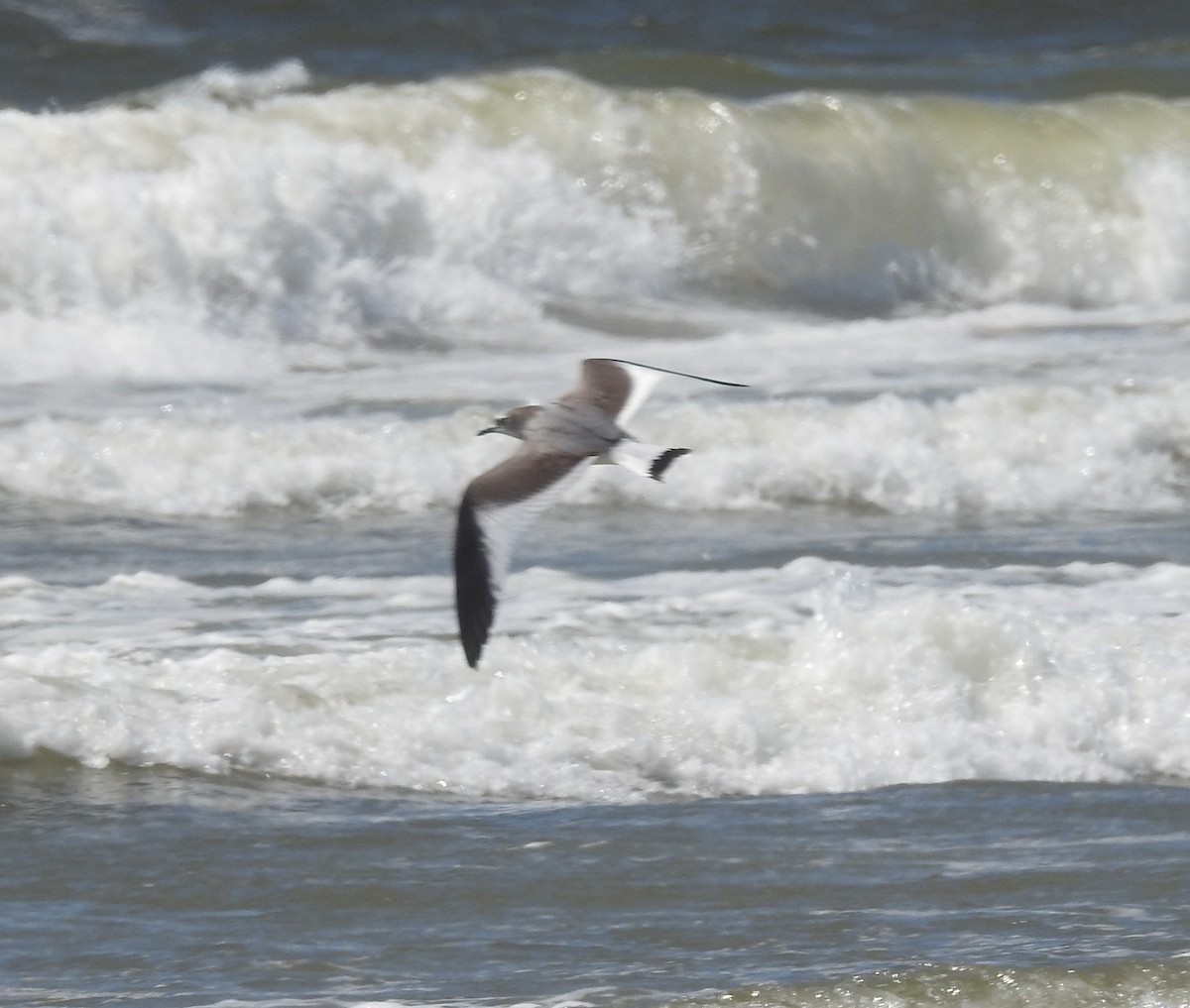 Sabine's Gull - ML178780091