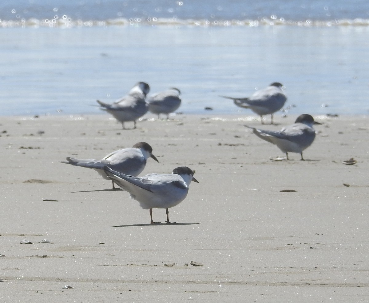 Common Tern - ML178780341