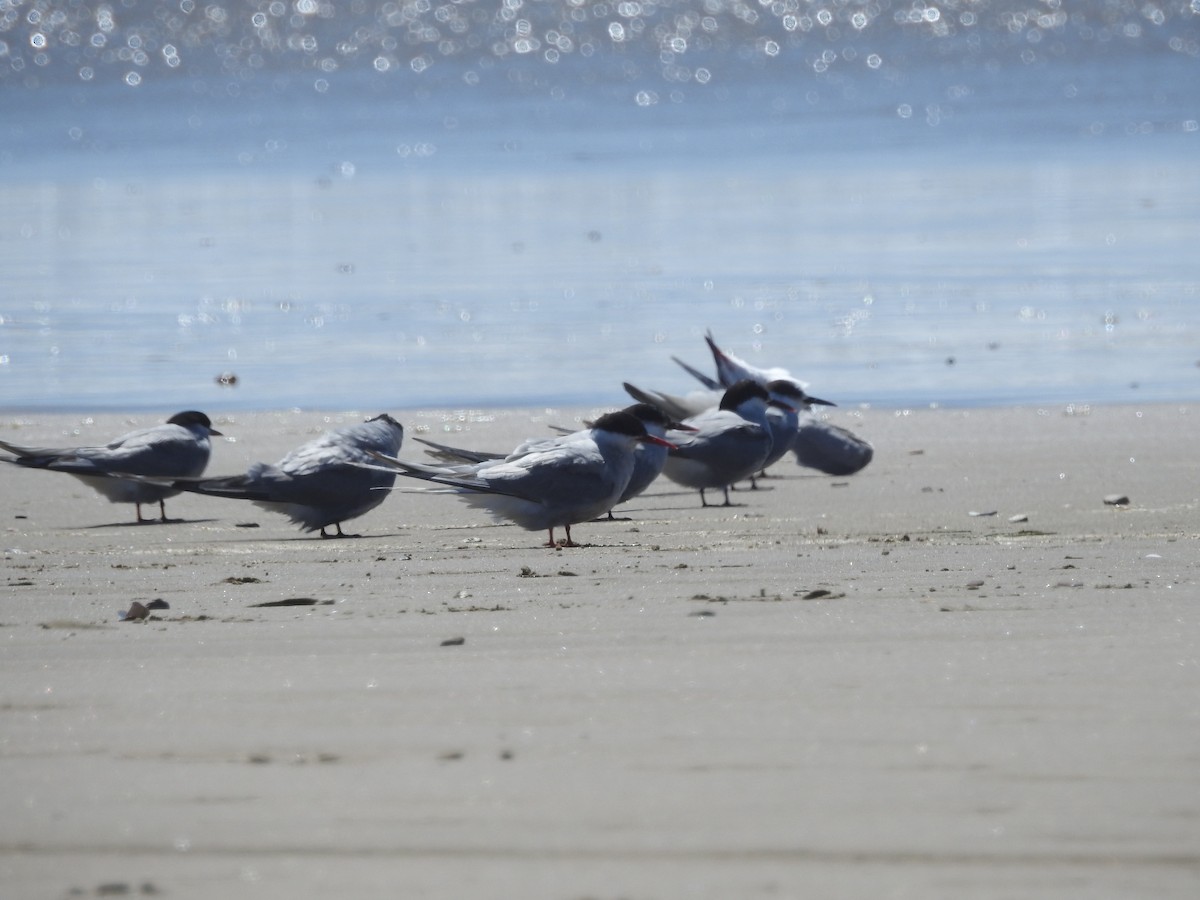 Arctic Tern - ML178780481