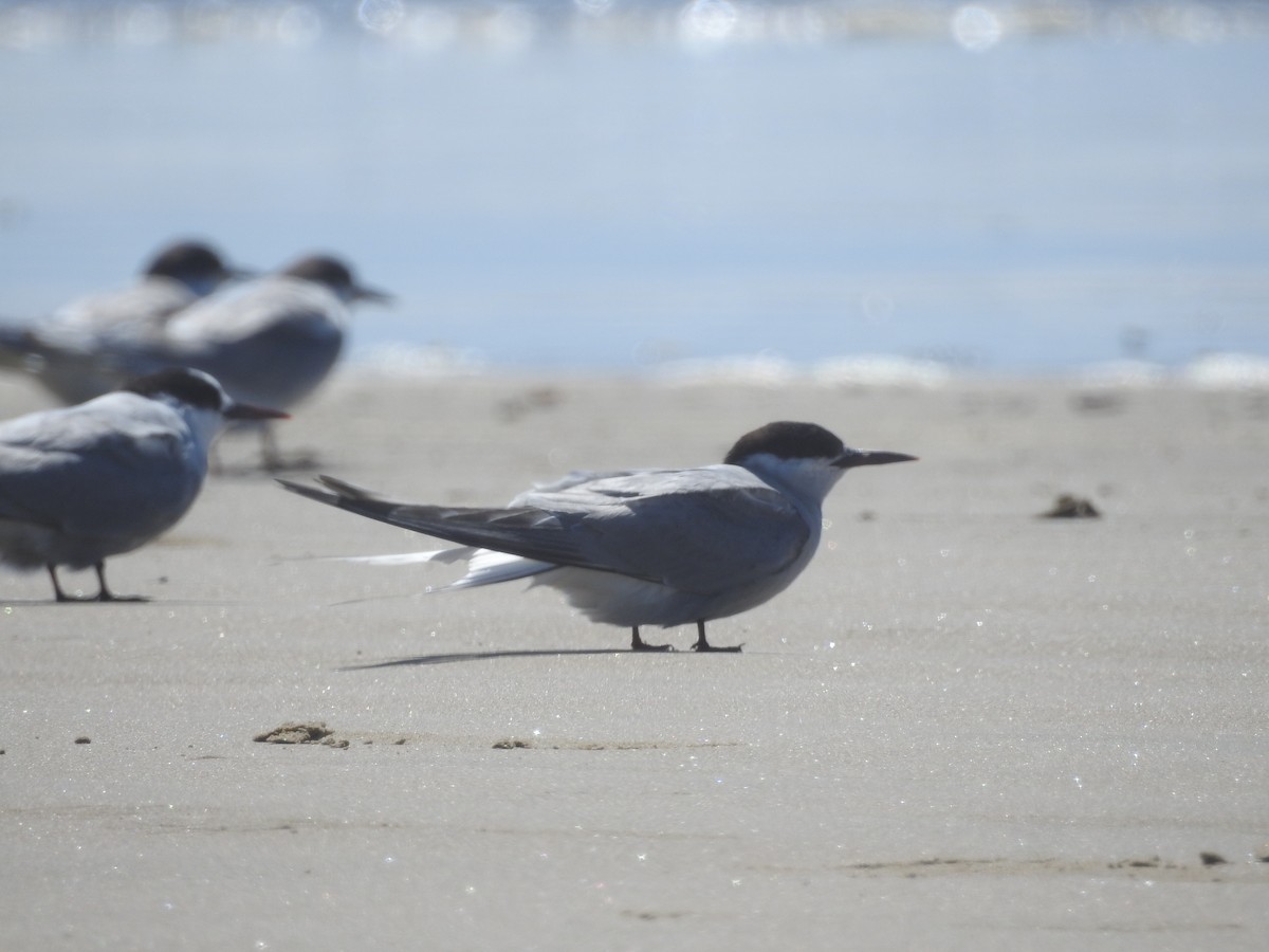 Arctic Tern - ML178780691