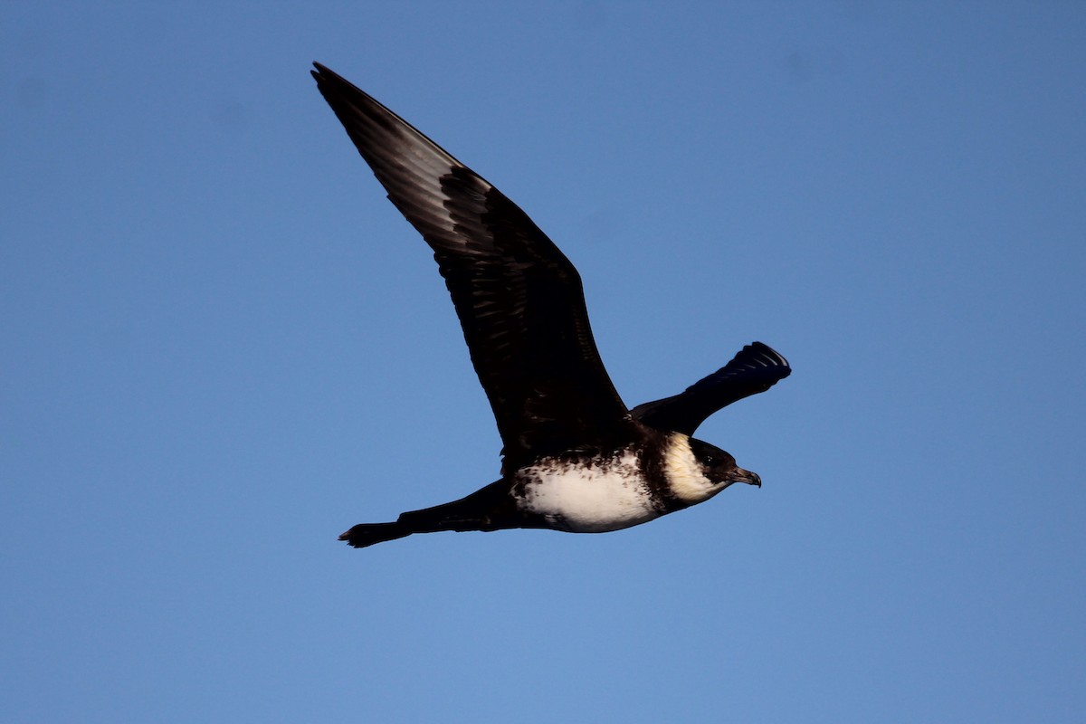 Pomarine Jaeger - Patrick Sysiong