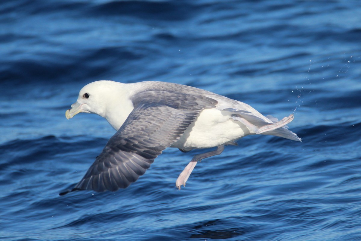 Fulmar Boreal (Atlántico) - ML178781171