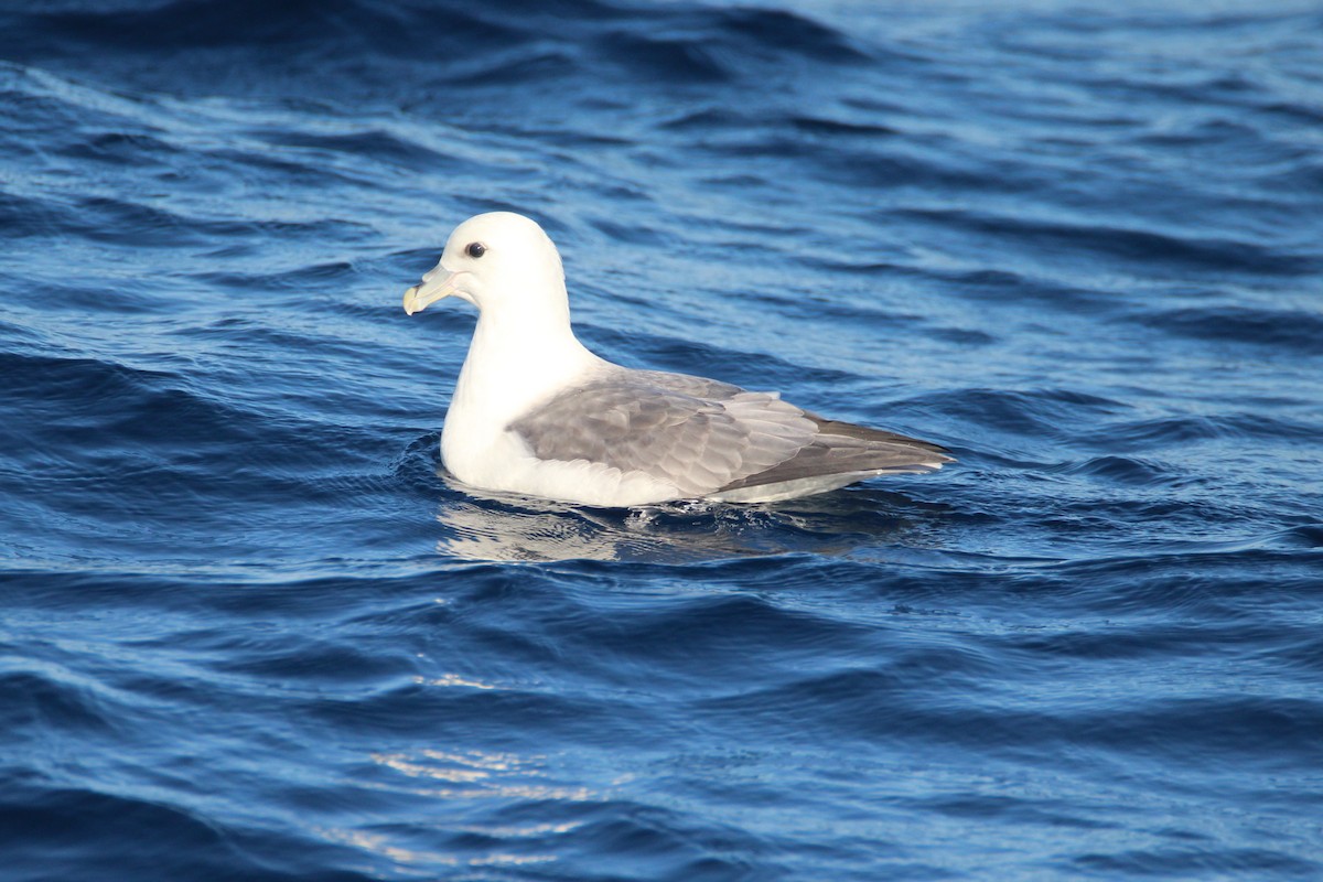 Fulmar Boreal (Atlántico) - ML178781181