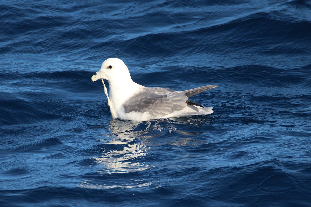 Northern Fulmar (Atlantic) - ML178781201