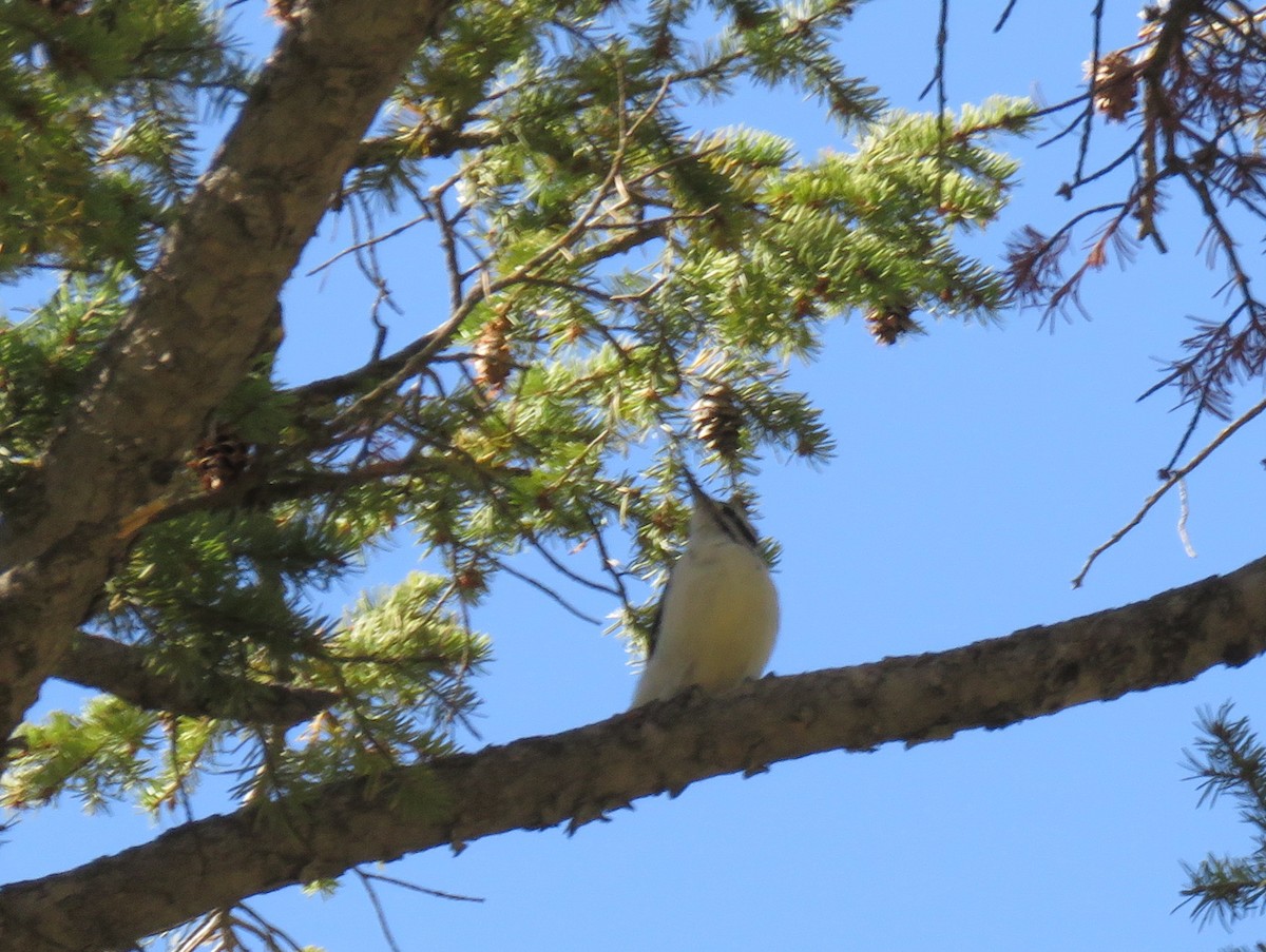 Hairy Woodpecker (Rocky Mts.) - ML178782641