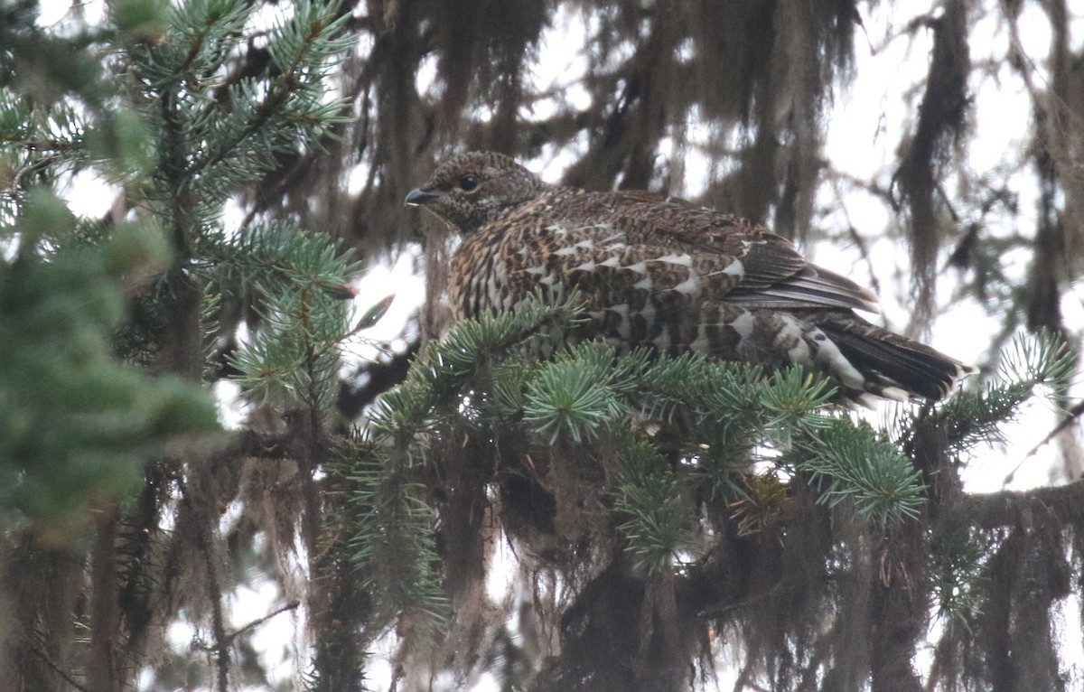 Spruce Grouse - Michael Woodruff