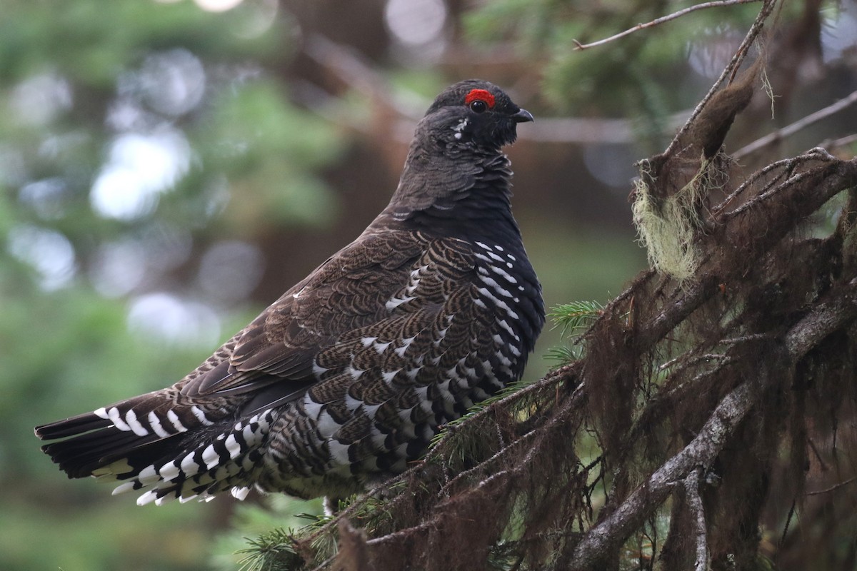 Spruce Grouse - ML178787641