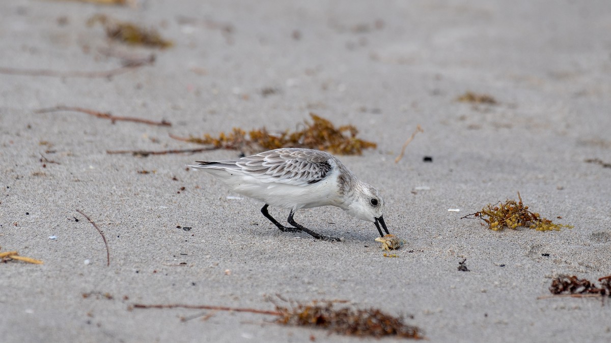 Sanderling - ML178788041