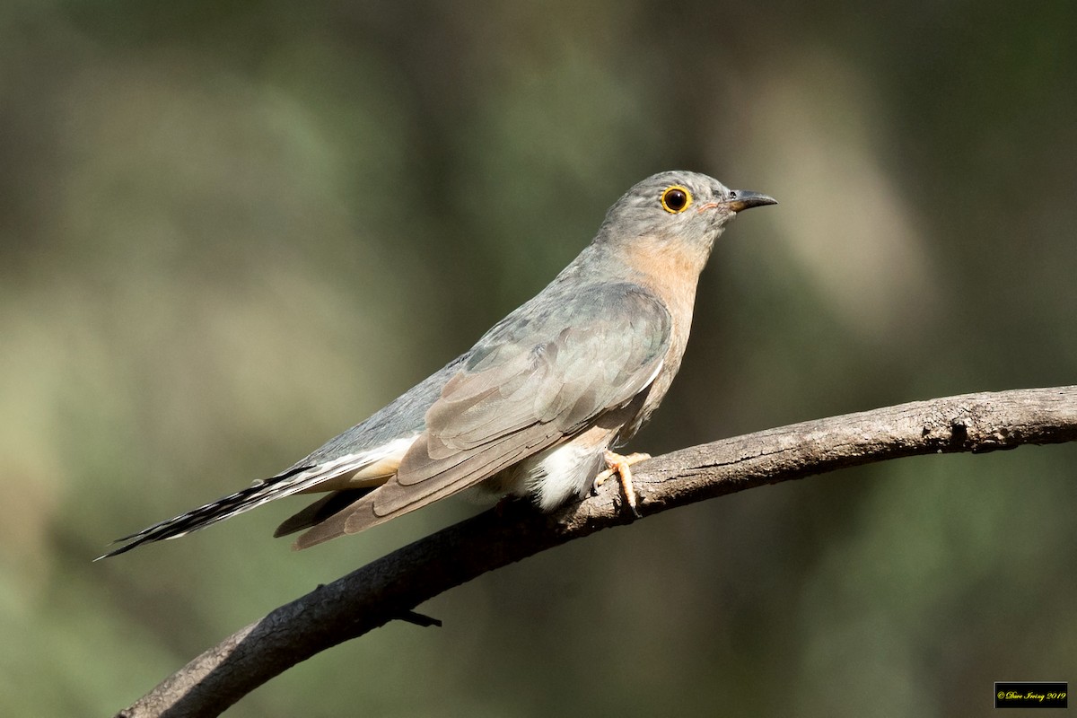 Fan-tailed Cuckoo - ML178788301