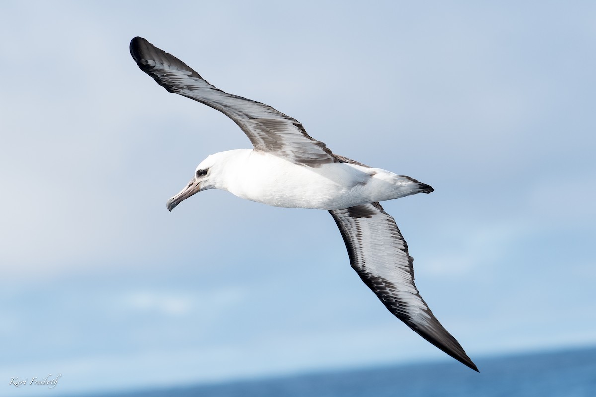 Laysan Albatross - Kari Freiboth