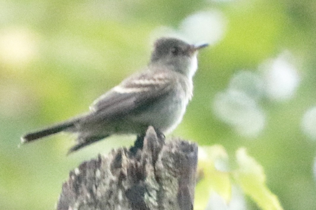 Eastern Wood-Pewee - ML178790821