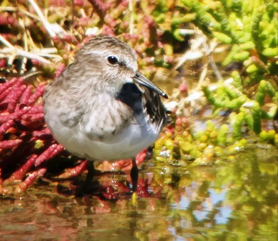 Least Sandpiper - ML178791161