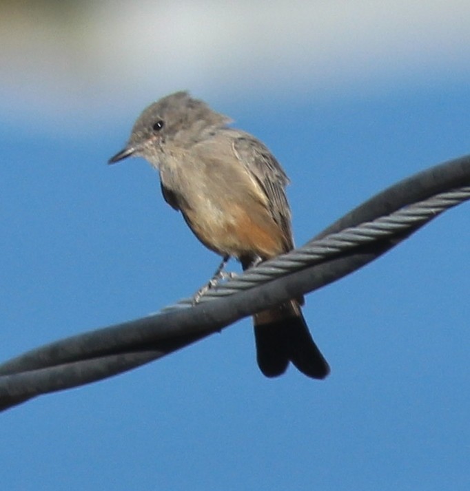 Say's Phoebe - ML178791441