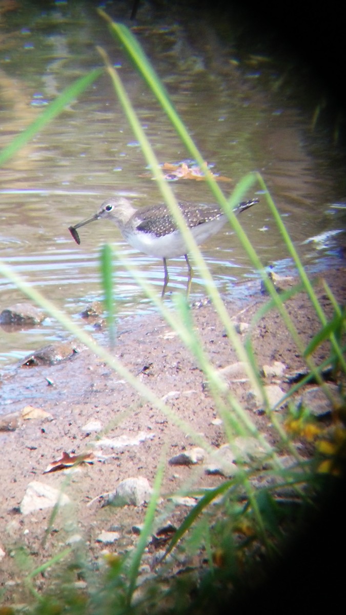 Solitary Sandpiper - Paul Heveran