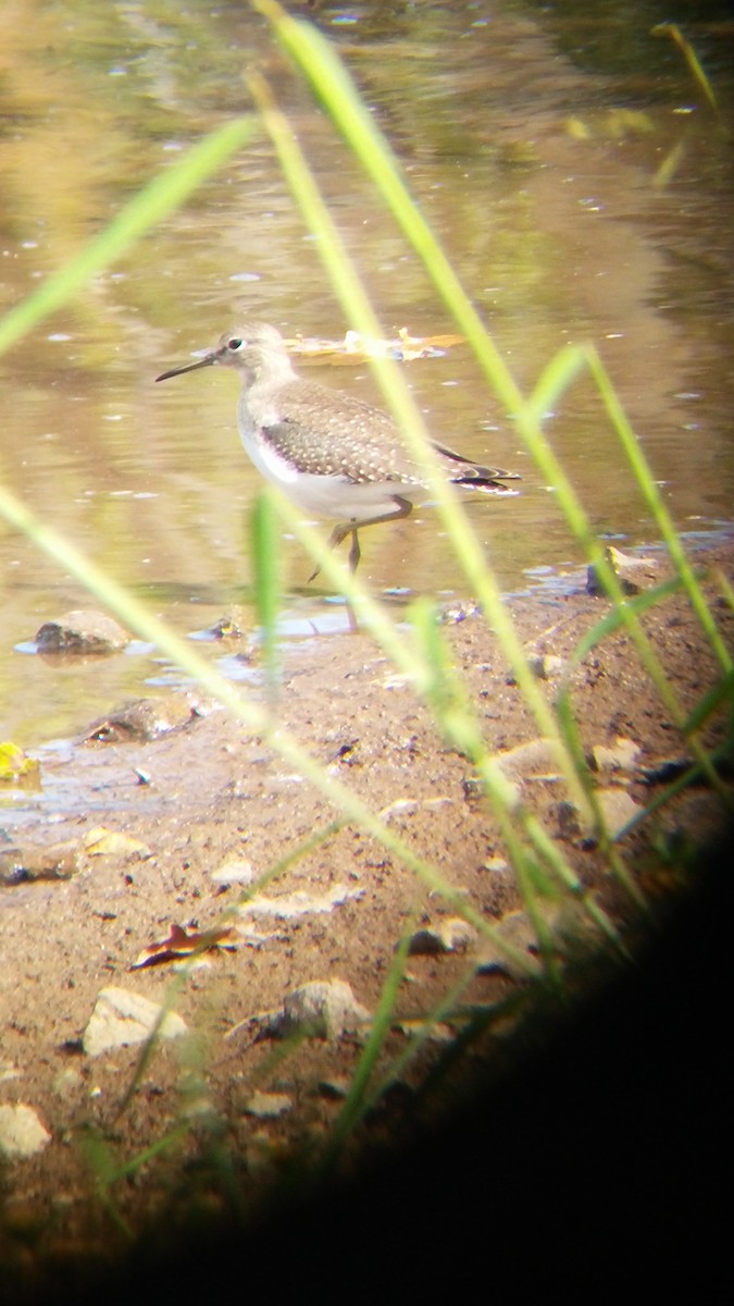 Solitary Sandpiper - ML178792701