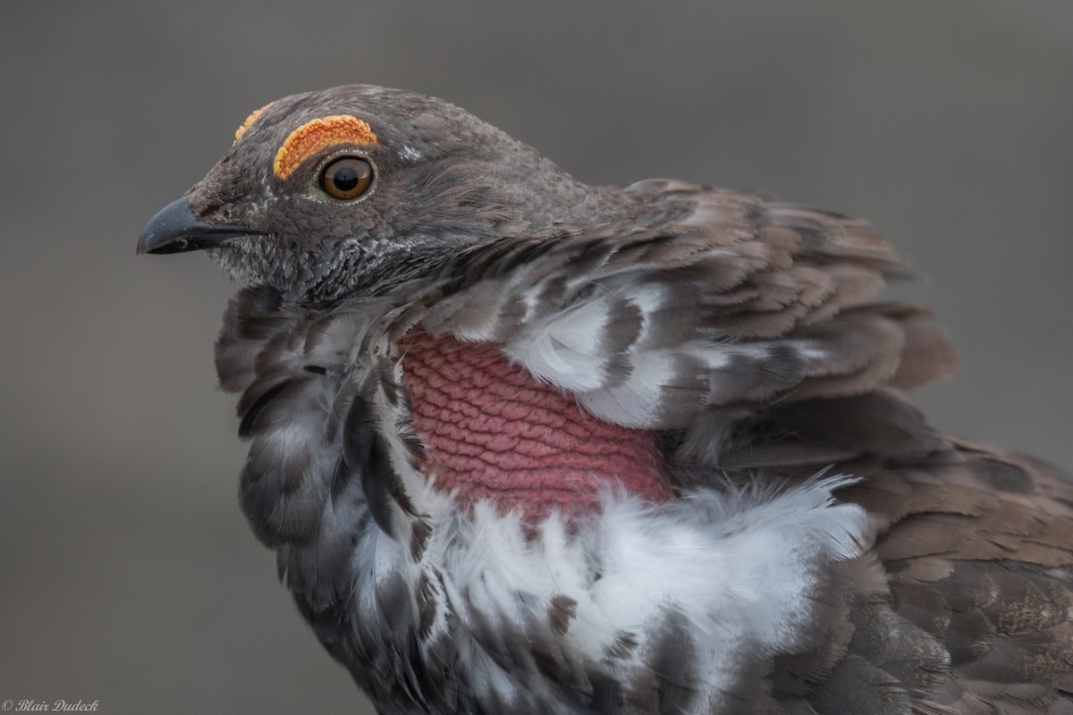 Dusky Grouse - ML178793231