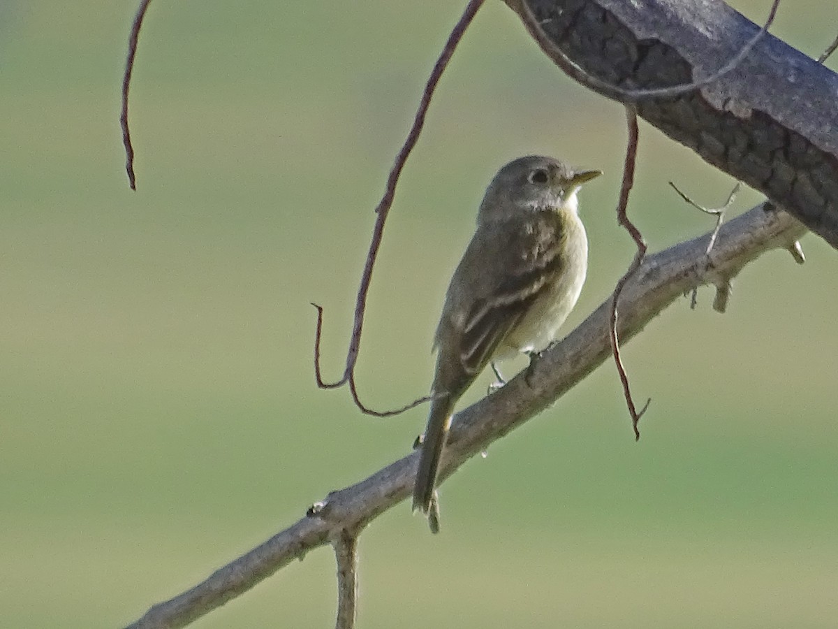 Gray Flycatcher - ML178793511